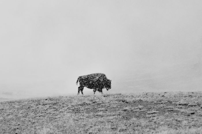 American bison walking at yellowstone national park during winter