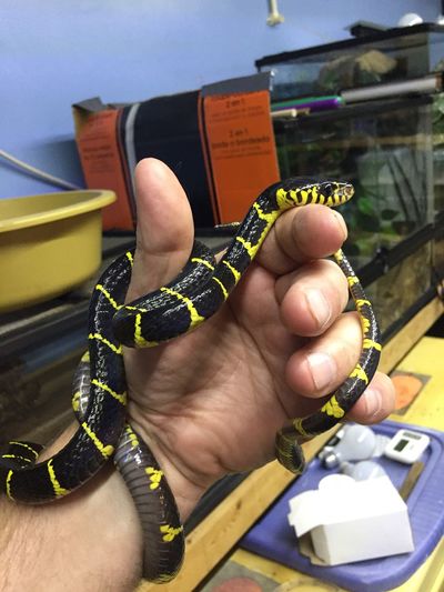 Close-up of person holding snake