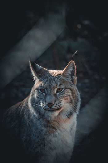 Close-up of cat looking away