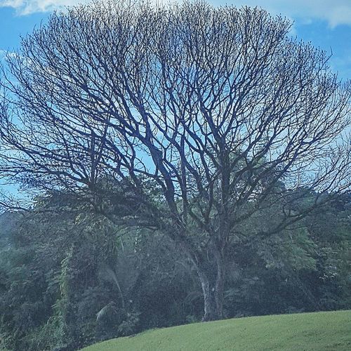 Bare tree on landscape against sky