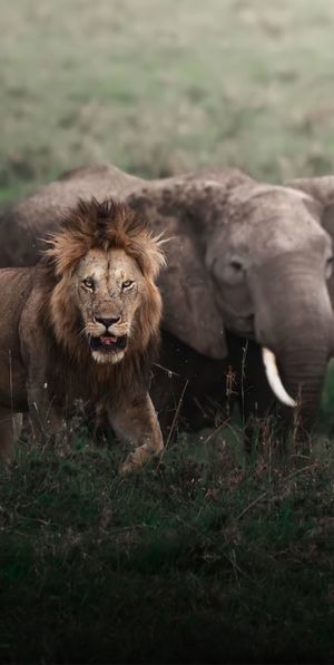 Lioness looking away