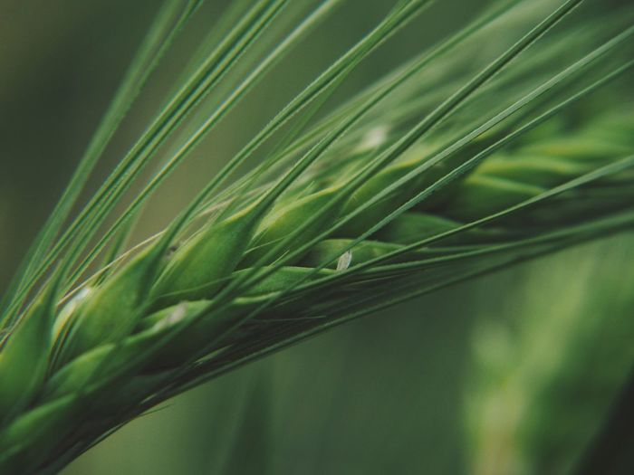 Close-up of wheat growing on field