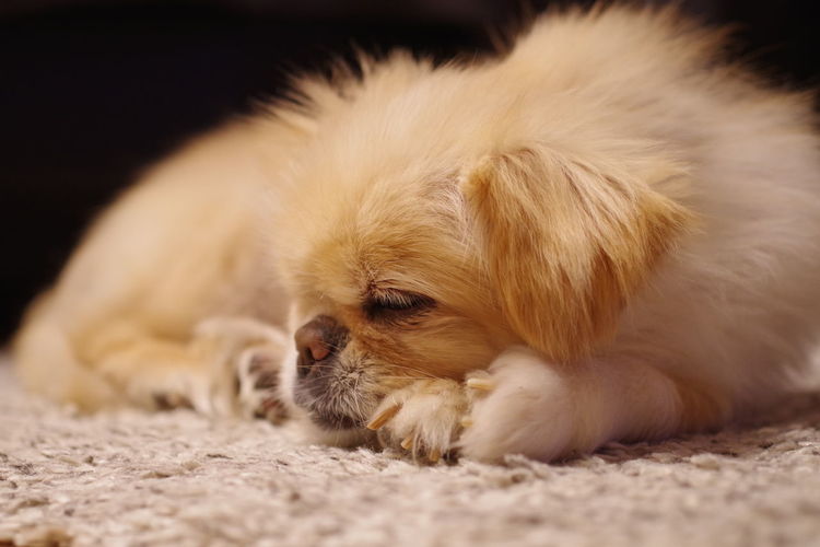 Close-up of puppy relaxing on rug