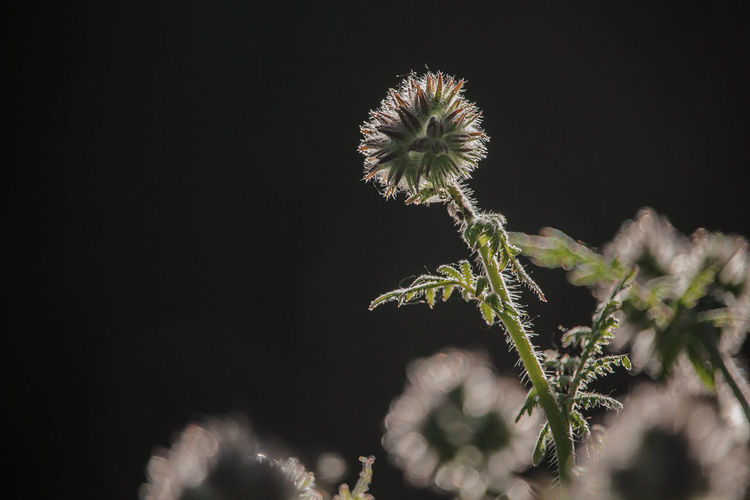 Close-up of dandelion on plant