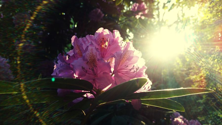 Close-up of pink flowering plant