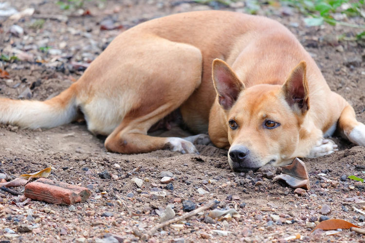 Portrait of dog lying on ground