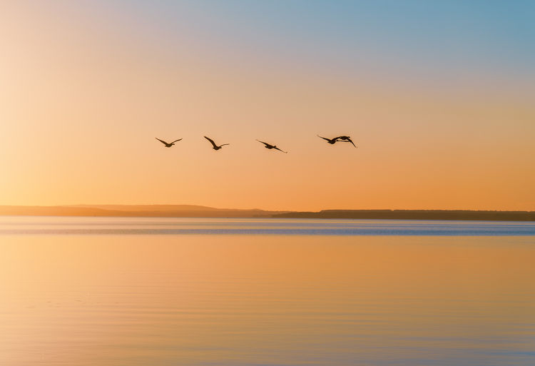 Geese flying over lake against sky during sunset