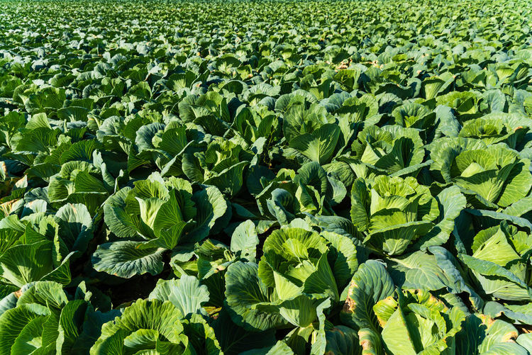 Full frame shot of fresh green field of cabbage 