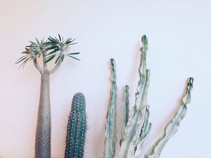 Close-up of cactus against white wall