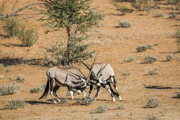 Antelope fighting in desert