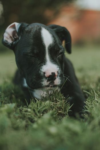 Close-up of dog