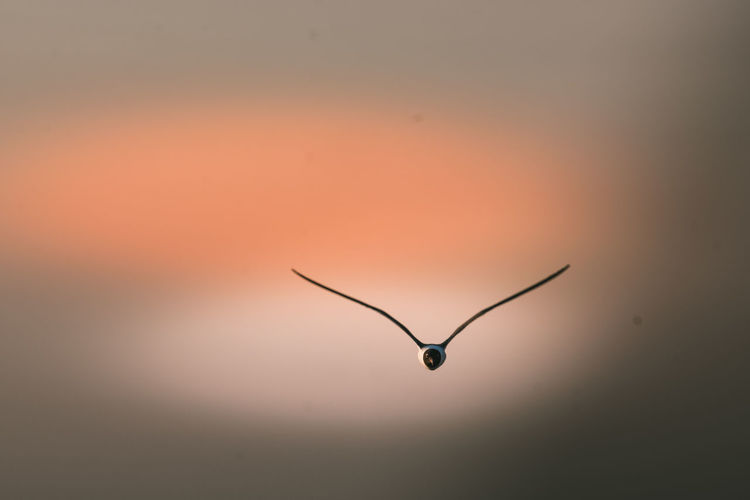 Close-up of silhouette bird against sky at sunset