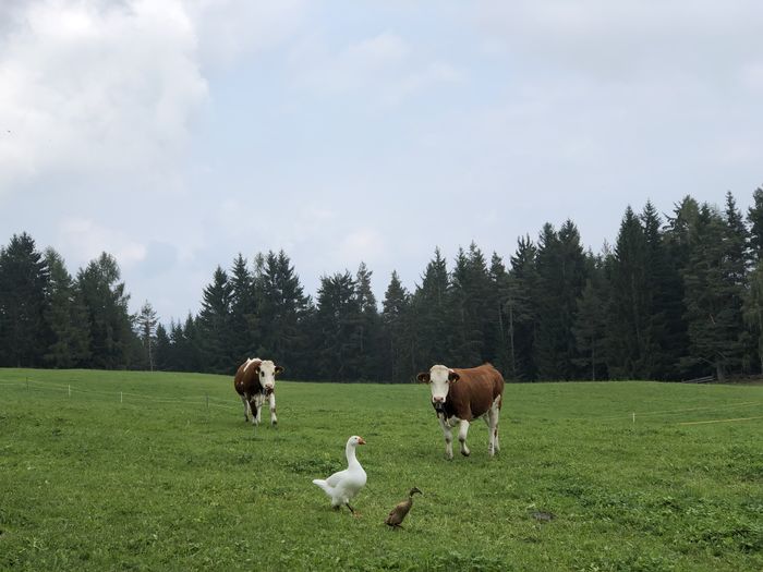 Cows and gooses in a field