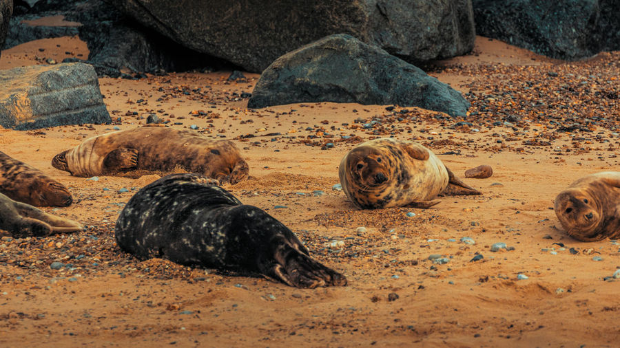 View of animal relaxing on sand