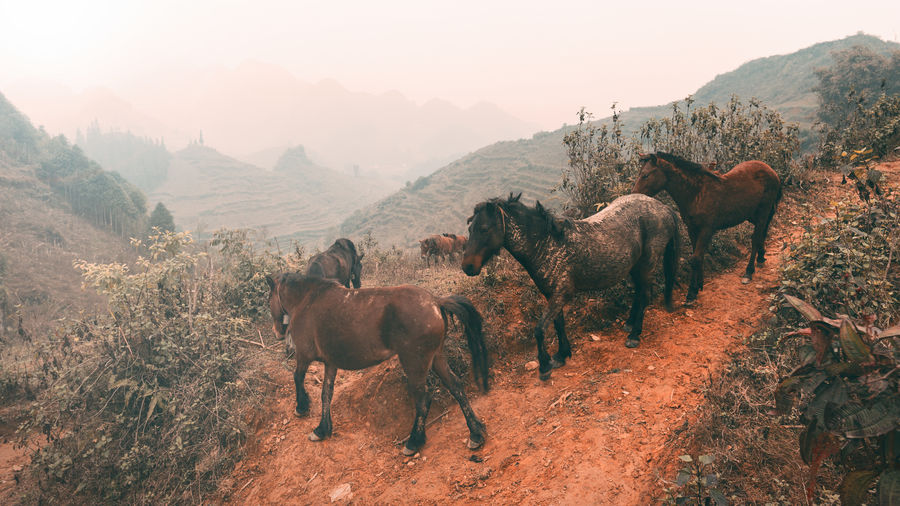 Horses on mountain