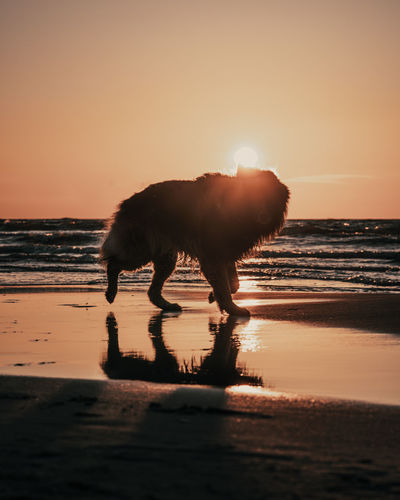 Horse standing on beach during sunset