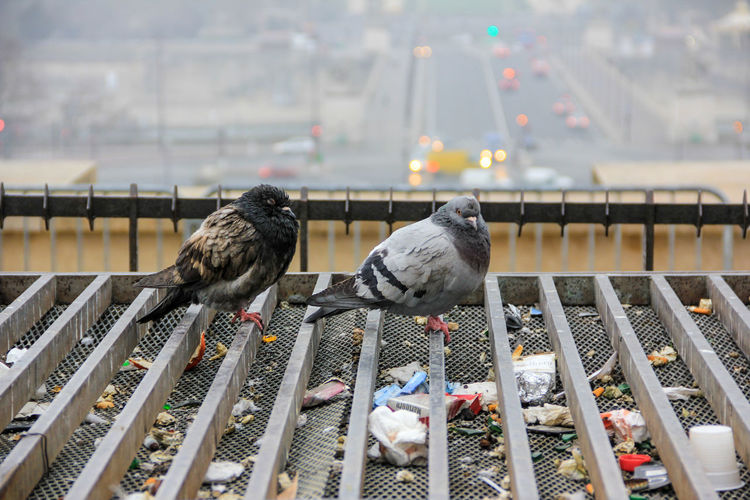 Birds perching on metallic rack over garbage in city