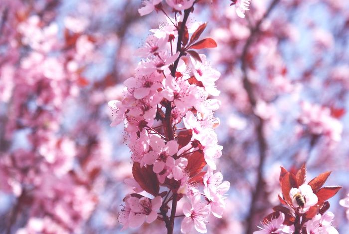 Close-up of cherry blossom in spring