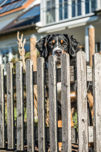 High angle view of dog on wooden wall