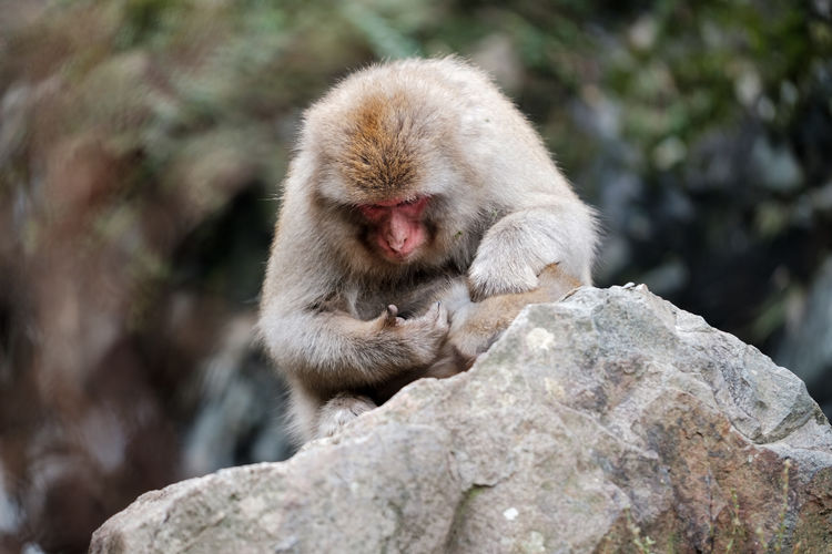 Monkey on rock