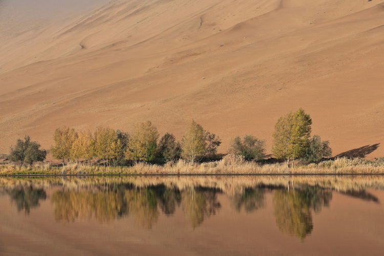 1204 sumu jaran lake's western megadune reflected on mirroring water. badain jaran desert-china.