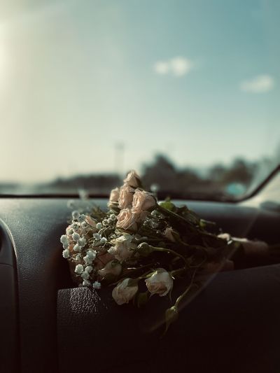 Rose flowe
