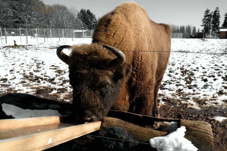 American bison drinking water from trough on field during winter