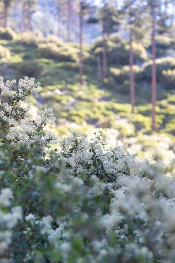 View of flowering plant on field
