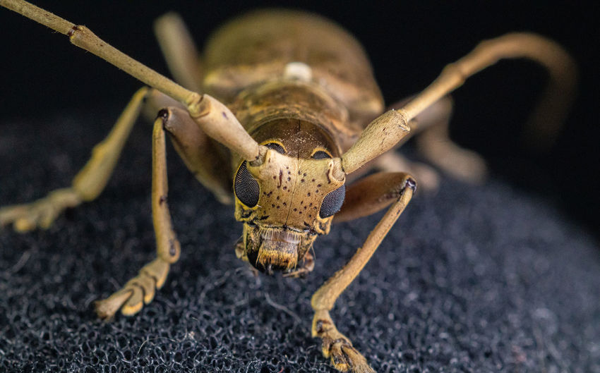 Longhorn beetles cerambycidae close-up of the insect head detailed