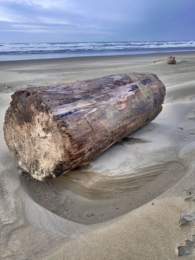 Driftwood on sand at beach against sky