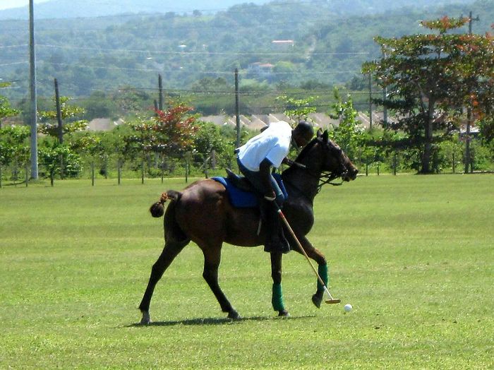 Man playing polo on grassy field