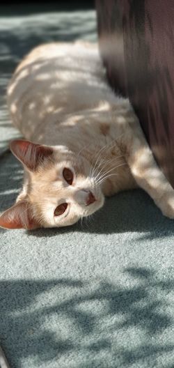 Close-up portrait of a cat