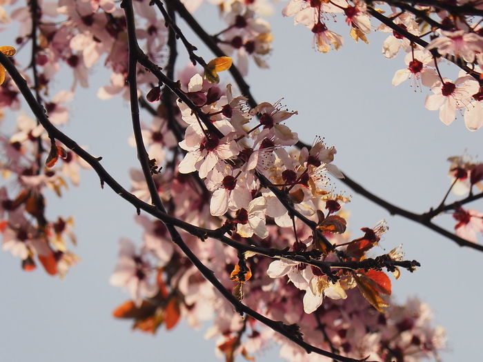 Low angle view of cherry blossoms in spring