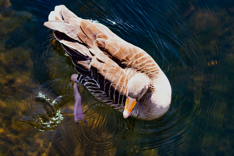 High angle view of a duck swimming in lake