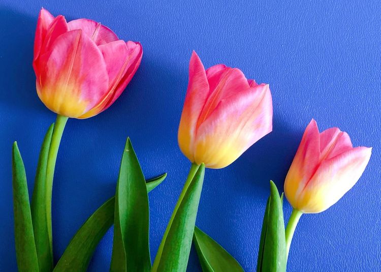 Close-up of pink tulips against blue sky