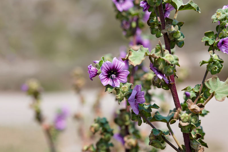 Close-up of purple flowering plant