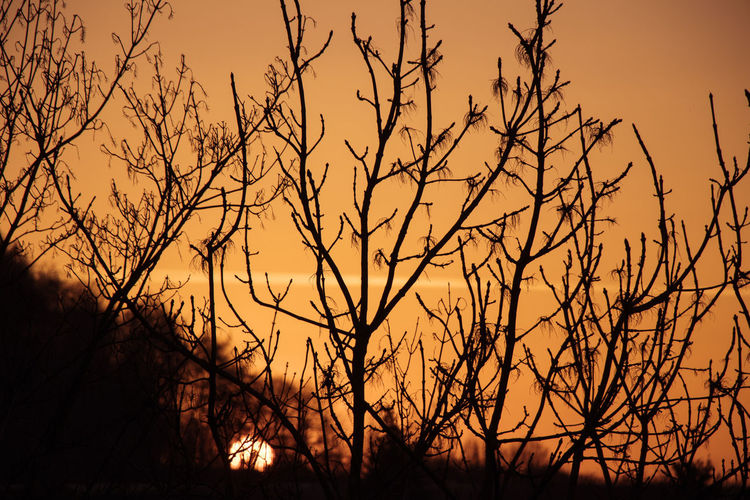 Silhouette bare trees against sky during sunset
