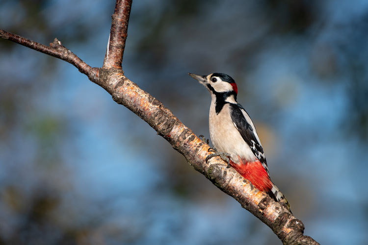 Close-up of bird perching on a branch - spotted woodpecker