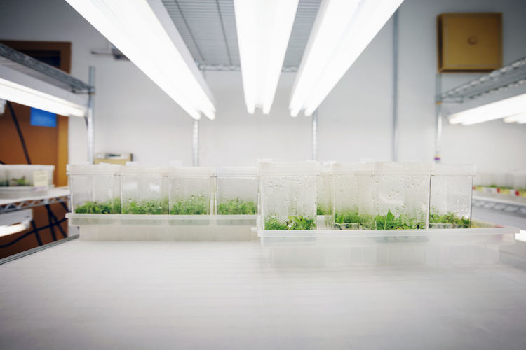 View of seedlings in laboratory
