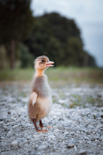 Close-up of a duckling on gravel