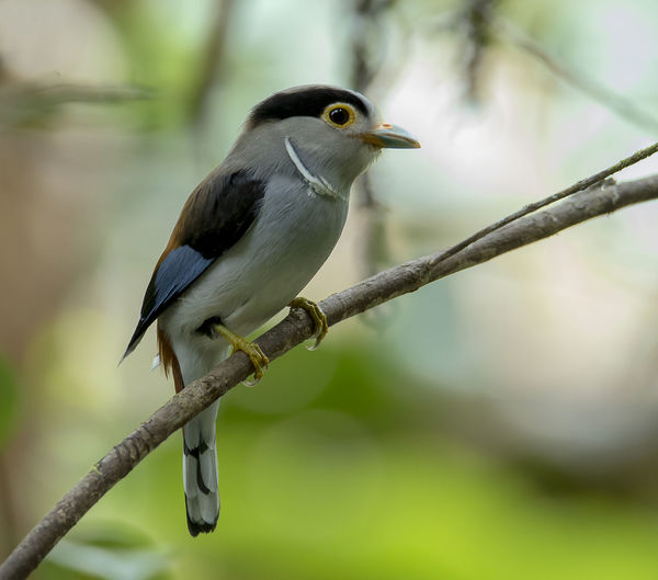 Close-up of bird perching on branch in forest