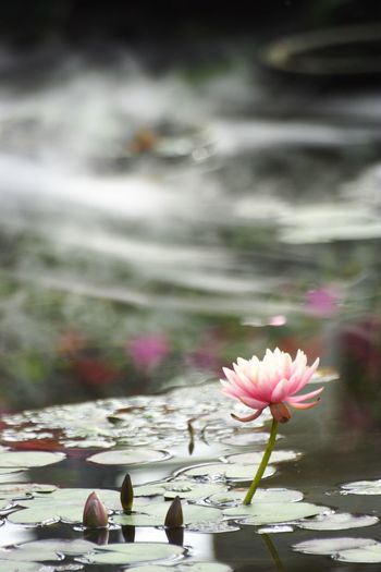 Close-up of flowers floating on water