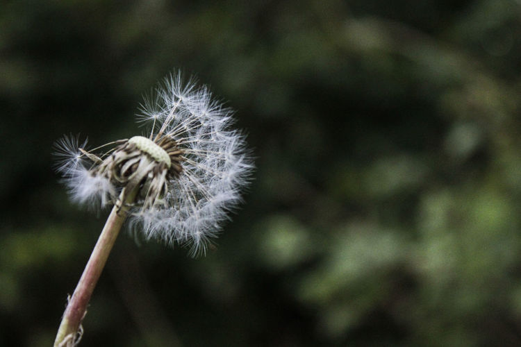 Close-up of dandelion flower