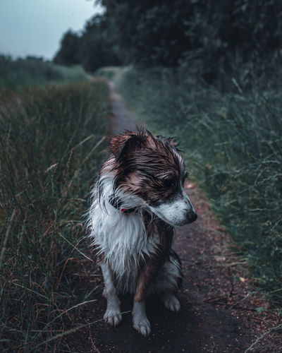 Dog standing on field