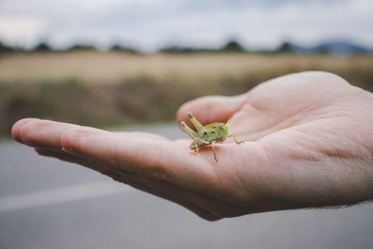 Close-up of hand holding grasshopper