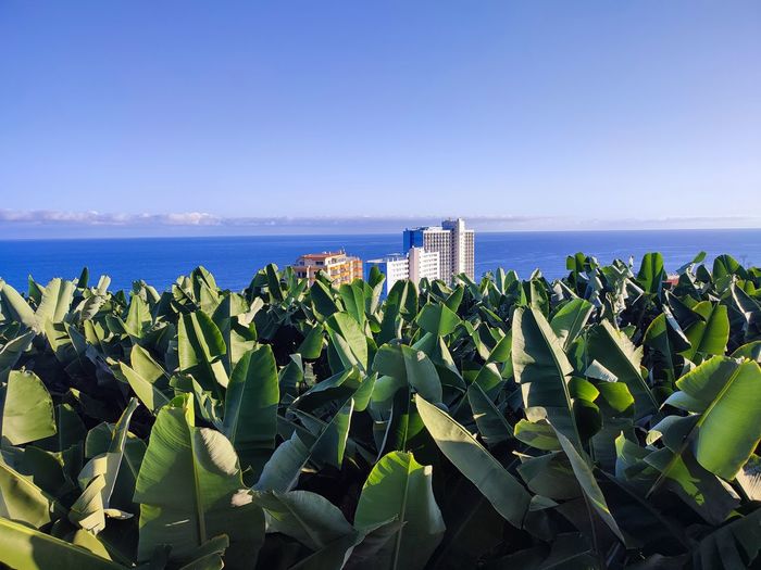 Plants growing on beach against sky