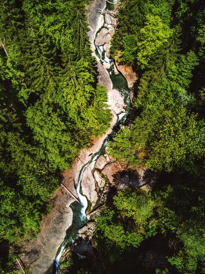 Aerial view of river amidst trees in forest
