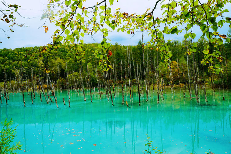 View of trees in calm lake