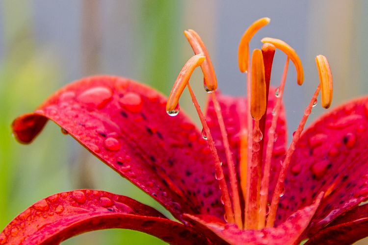 Close-up of water drops on red day lily