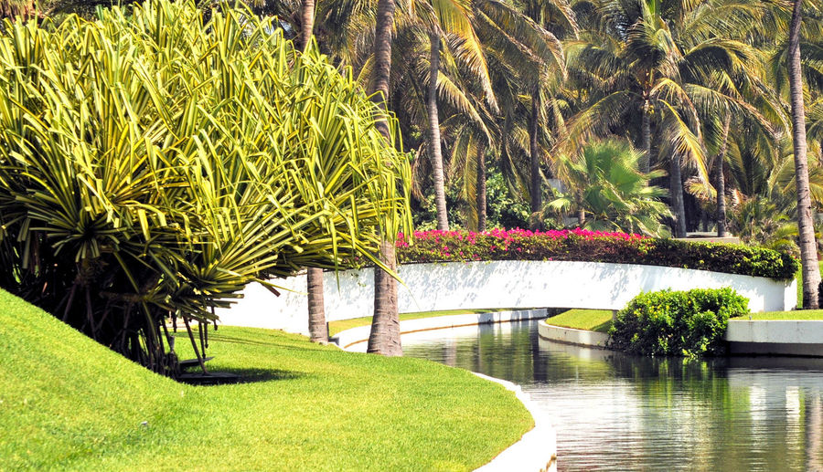 View of palm trees in park